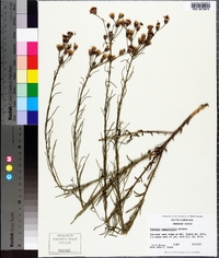 Vernonia angustifolia image