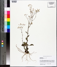 Vernonia blodgettii image