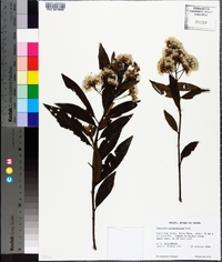 Critoniopsis quinqueflora image