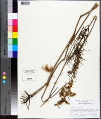 Vernonia sericea image