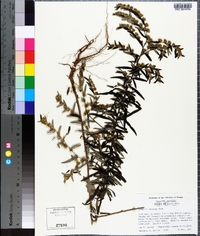 Vernonia sericea image