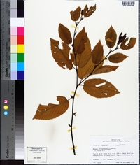 Betula alleghaniensis image