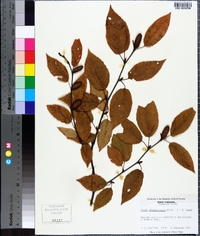 Betula alleghaniensis image