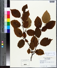 Betula alleghaniensis image