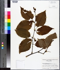 Betula alleghaniensis image