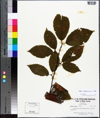 Betula alleghaniensis image