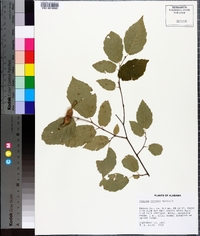 Corylus cornuta image