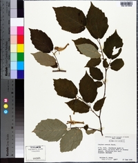 Corylus cornuta image