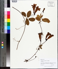 Bignonia capreolata image