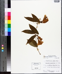 Bignonia capreolata image