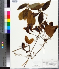 Bignonia capreolata image