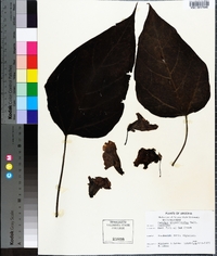 Catalpa bignonioides image