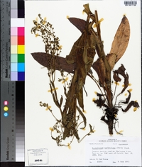 Cynoglossum zeylanicum image