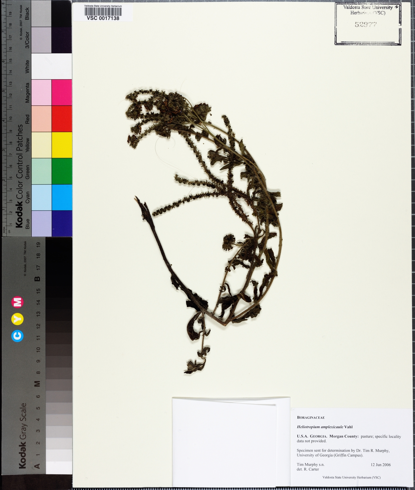 Heliotropium amplexicaule image