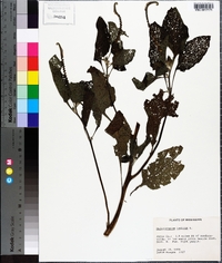 Heliotropium indicum image