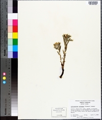 Lithospermum canescens image