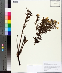 Lithospermum caroliniense image