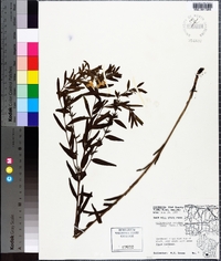 Lithospermum caroliniense image