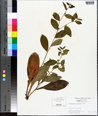 Lithospermum tuberosum image