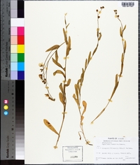 Omphalodes linifolia image