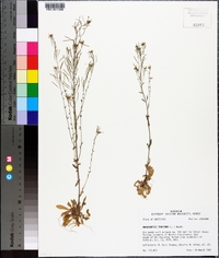 Arabidopsis thaliana image