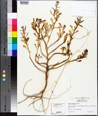 Cakile edentula subsp. harperi image