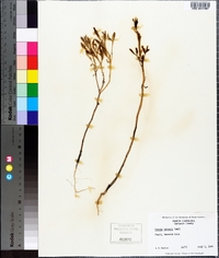 Cakile edentula subsp. harperi image