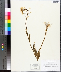 Cardamine bulbosa image