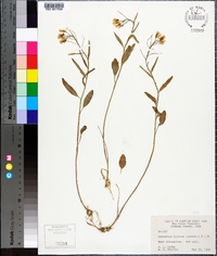 Cardamine bulbosa image