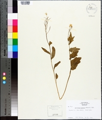 Cardamine bulbosa image