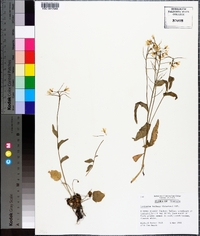 Cardamine bulbosa image