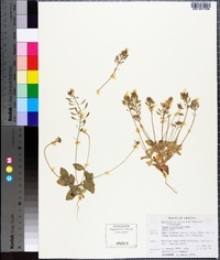 Draba cuneifolia image