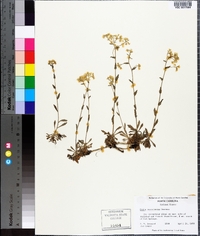 Draba ramosissima image