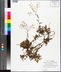 Draba ramosissima image