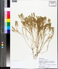 Lepidium oblongum image