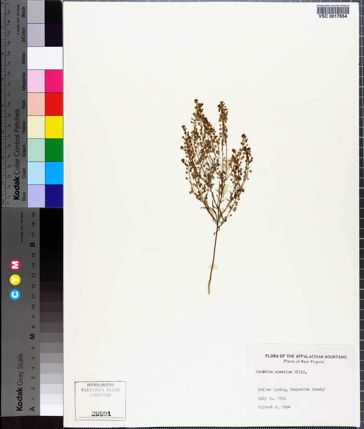 Lepidium apetalum image