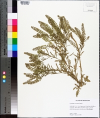 Lepidium austrinum image