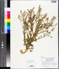 Lepidium densiflorum image