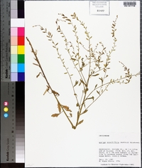 Rorippa sessiliflora image