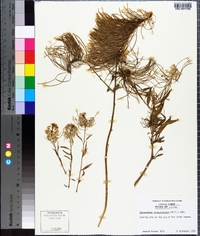 Thelypodium integrifolium image