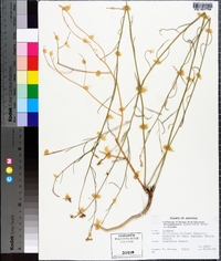 Hesperidanthus linearifolius image