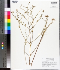 Warea cuneifolia image