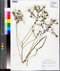 Warea cuneifolia image