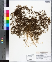 Polypremum procumbens image