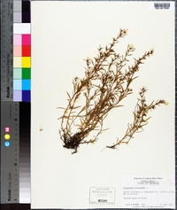 Polypremum procumbens image