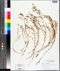 Polypremum procumbens image