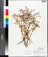 Polypremum procumbens image