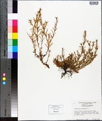 Polypremum procumbens image