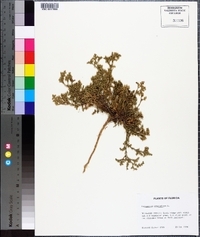 Polypremum procumbens image