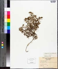 Polypremum procumbens image